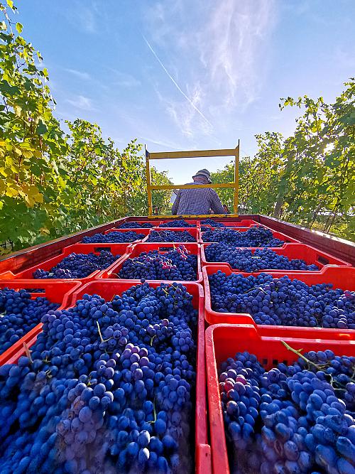 245614599_4734006306619420_3159884058472866058_n-3