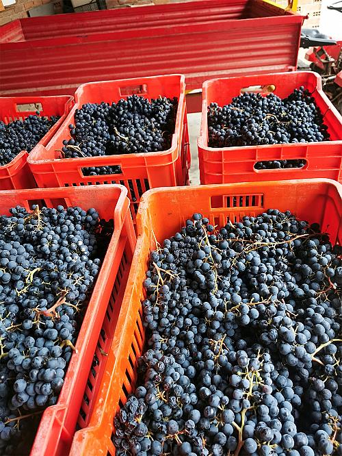 305558558_5740026719350702_6704140627332862722_n